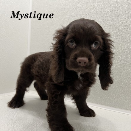 puppy, for, sale, Cocker Spaniel, Joe & Cherri  Overlease, dog, breeder, Miller, MO, dog-breeder, puppy-for-sale, forsale, nearby, find, puppyfind, locator, puppylocator, aca